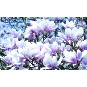Magnólia poszter, fotótapéta, Vlies (104 x 70,5 cm)