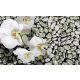 Orchidea poszter, fotótapéta Vlies (208 x 146 cm)