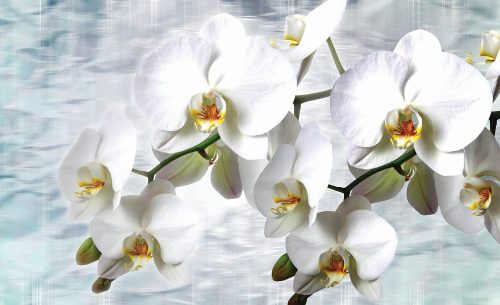 Orchidea poszter, fotótapéta Vlies (254 x 184 cm)