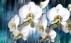 Orchidea poszter, fotótapéta Vlies (254 x 184 cm)
