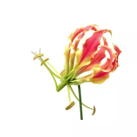 Virág poszter, fotótapéta, Vlies (104 x 70,5 cm)