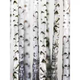 Fák poszter, fotótapéta, Vlies  (184x254 cm, álló)