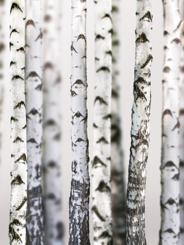 Fák poszter, fotótapéta, Vlies  (206x275 cm, álló)