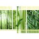 Bamboo poszter, fotótapéta Vlies (152,5 x 104 cm)