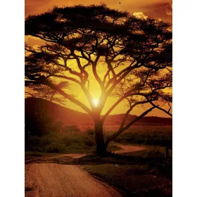   Naplemente a szavannán poszter, fotótapéta, Vlies  (184x254 cm, álló)