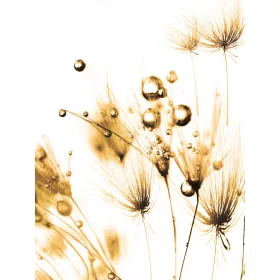   Vízcseppes pitypang poszter, fotótapéta, Vlies  (184x254 cm, álló)