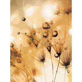   Vízcseppes pitypang poszter, fotótapéta, Vlies  (184x254 cm, álló)