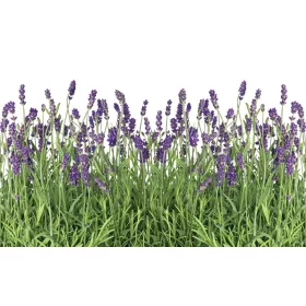 Levendula poszter, fotótapéta, Vlies (104 x 70,5 cm)