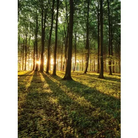 Erdő poszter, fotótapéta, Vlies  (184x254 cm, álló)