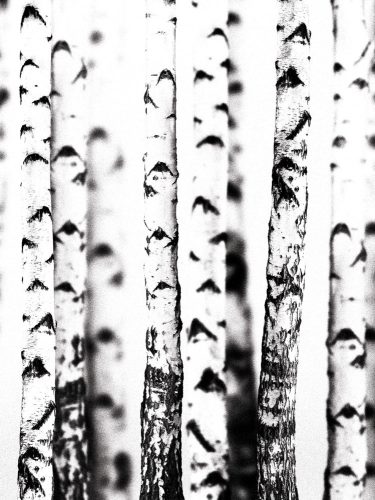 Fák poszter, fotótapéta, Vlies  (184x254 cm, álló)