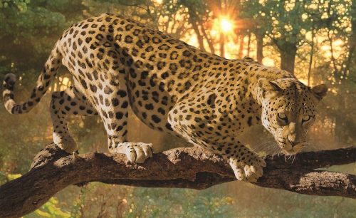 Jaguár poszter, fotótapéta Vlies (208 x 146 cm)