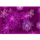 Purple Flowers poszter, fotótapéta Vlies (208 x 146 cm)