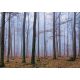 Erdő poszter, fotótapéta Vlies (368 x 254 cm)
