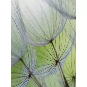 Pitypang poszter, fotótapéta, Vlies  (206x275 cm, álló)