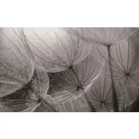 Pitypang poszter, fotótapéta, Vlies (104 x 70,5 cm)