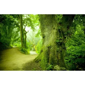 Magic forest poszter, fotótapéta, Vlies (104 x 70,5 cm)