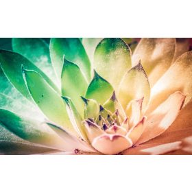 Virág  poszter, fotótapéta, Vlies (104 x 70,5 cm)