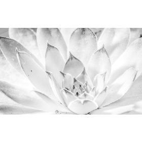 Virág  poszter, fotótapéta, Vlies (104 x 70,5 cm)