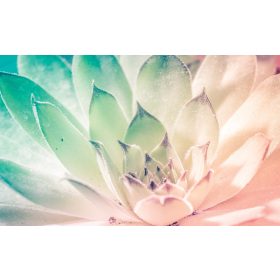 Virág  poszter, fotótapéta, Vlies (104 x 70,5 cm)