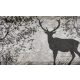 Szarvas poszter, fotótapéta Vlies (254 x 184 cm)