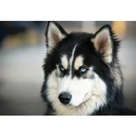 Husky  poszter, fotótapéta, Vlies (104 x 70,5 cm)