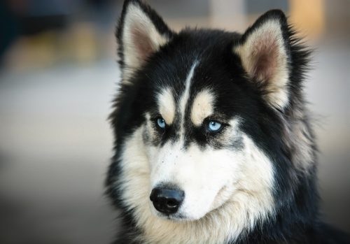Husky poszter, fotótapéta, Vlies (416 x 254 cm)