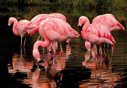 Flamingók poszter, fotótapéta Vlies (254 x 184 cm)