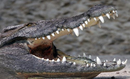 Krokodil poszter, fotótapéta Vlies (312 x 219 cm)