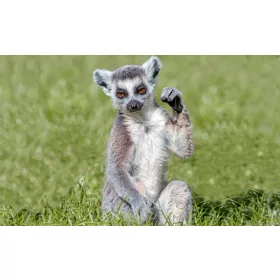 Lemur  poszter, fotótapéta, Vlies (104 x 70,5 cm)