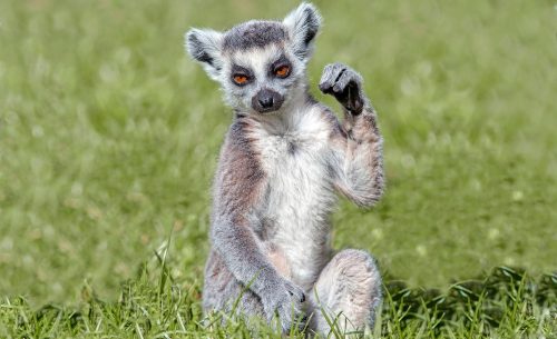 Lemur poszter, fotótapéta Vlies (254 x 184 cm)
