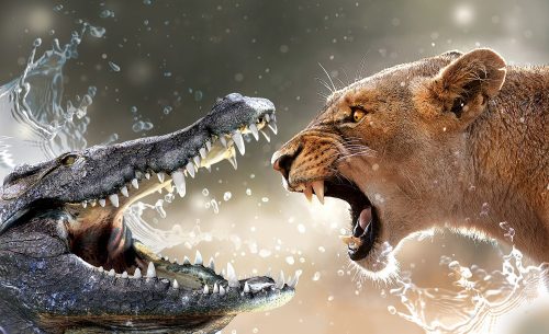 Krokodil vs. oroszlán poszter, fotótapéta Vlies (152,5 x 104 cm)