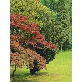 Garden poszter, fotótapéta, Vlies  (184x254 cm, álló)