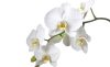 Orchidea poszter, fotótapéta Vlies (254 x 184 cm)