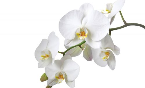 Orchidea poszter, fotótapéta Vlies (254 x 184 cm)