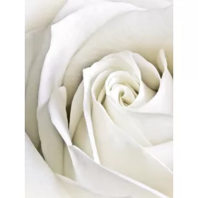 Rózsa poszter, fotótapéta, Vlies  (184x254 cm, álló)