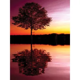 Tree poszter, fotótapéta, Vlies  (184x254 cm, álló)