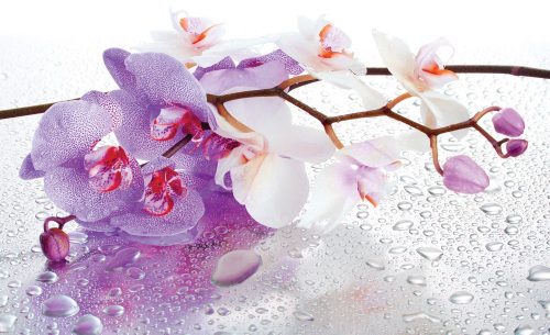 Orchidea poszter, fotótapéta Vlies (368 x 254 cm)
