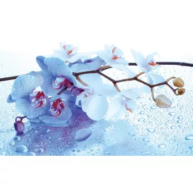 Orchidea poszter, fotótapéta, Vlies (104 x 70,5 cm)