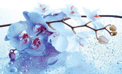 Orchidea poszter, fotótapéta Vlies (208 x 146 cm)