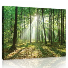   Vászonkép, Erdő a beszűrődő napfényben 80x60 cm méretben