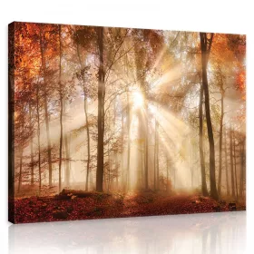   Vászonkép, Erdő a beszűrődő napfényben 80x60 cm méretben