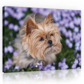 Vászonkép, Yorkshire terrier kutya, 100x75 cm méretben