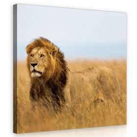 Oroszlán, vászonkép 80x80 cm méretben