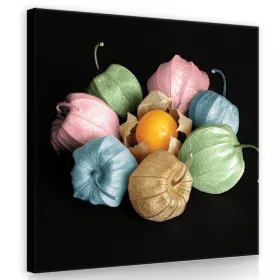 Színes lampionvirág, vászonkép 80x80 cm méretben