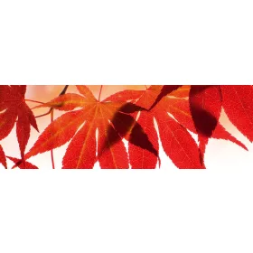 RED LEAVES öntapadós konyhai poszter, 180x60 cm