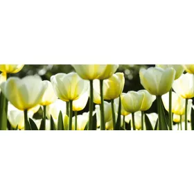 WHITE TULIPS öntapadós konyhai poszter, 180x60 cm