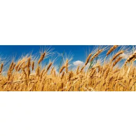 WHEAT FIELD öntapadós konyhai poszter, 180x60 cm