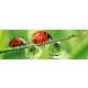 LADYBIRD öntapadós konyhai poszter, 180x60 cm