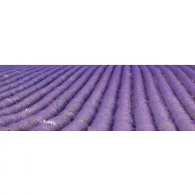 LAVENDER FIELD öntapadós konyhai poszter, 180x60 cm