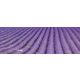 LAVENDER FIELD öntapadós konyhai poszter, 180x60 cm
